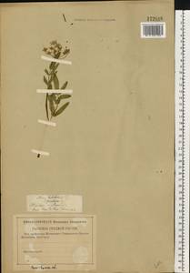 Sium latifolium L., Eastern Europe, Western region (E3) (Russia)