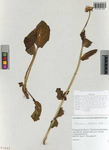 Doronicum altaicum Pall., Siberia, Altai & Sayany Mountains (S2) (Russia)