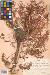 Cenolophium fischeri (Spreng.) W.D.J.Koch, Eastern Europe, Moscow region (E4a) (Russia)