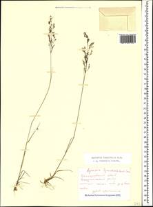 Agrostis vinealis Schreb., Caucasus, Black Sea Shore (from Novorossiysk to Adler) (K3) (Russia)