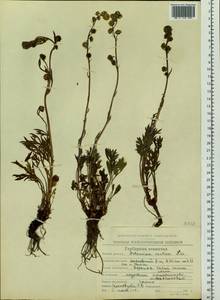 Artemisia norvegica subsp. saxatilis (Besser) H. M. Hall & Clem., Siberia, Chukotka & Kamchatka (S7) (Russia)