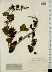Salvia verticillata L., Caucasus, North Ossetia, Ingushetia & Chechnya (K1c) (Russia)