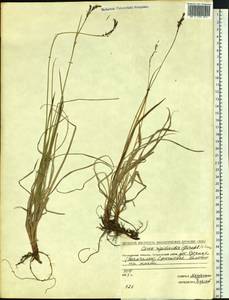 Carex rigidioides (Gorodkov) V.I.Krecz., Siberia, Chukotka & Kamchatka (S7) (Russia)