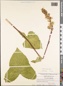 Ligularia subsagittata Pojark., Caucasus, Stavropol Krai, Karachay-Cherkessia & Kabardino-Balkaria (K1b) (Russia)