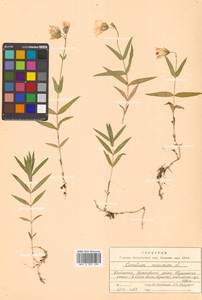 Dichodon maximum (L.) Á. Löve & D. Löve, Siberia, Chukotka & Kamchatka (S7) (Russia)