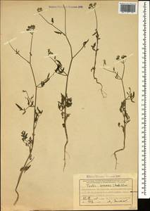 Torilis arvensis (Huds.) Link, Caucasus, Georgia (K4) (Georgia)