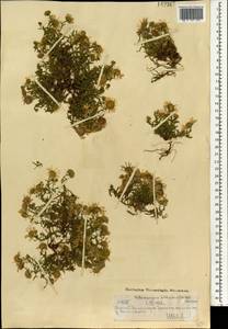 Heteropappus altaicus (Willd.) Novopokr., Mongolia (MONG) (Mongolia)