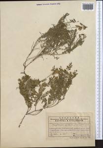 Oxytropis glabra DC., Middle Asia, Northern & Central Tian Shan (M4) (Kazakhstan)