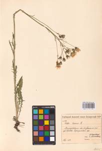 Crepis biennis L., Eastern Europe, Belarus (E3a) (Belarus)