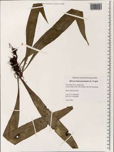 Microsorum punctatum (L.) Copel., South Asia, South Asia (Asia outside ex-Soviet states and Mongolia) (ASIA) (Vietnam)