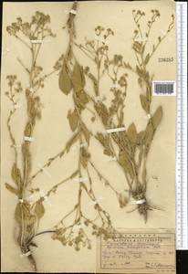 Lepidium cartilagineum (J. Mayer) Thell., Middle Asia, Western Tian Shan & Karatau (M3) (Kazakhstan)