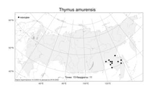 Thymus amurensis Klokov, Atlas of the Russian Flora (FLORUS) (Russia)