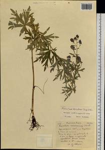 Aconitum ambiguum subsp. baicalense (Turcz. ex Rapaics) Vorosch., Siberia, Central Siberia (S3) (Russia)