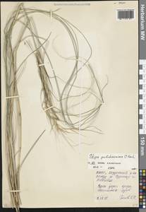 Stipa pulcherrima K.Koch, Caucasus, North Ossetia, Ingushetia & Chechnya (K1c) (Russia)