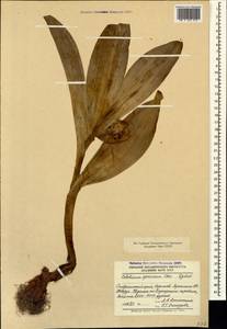 Colchicum speciosum Steven, Caucasus, Stavropol Krai, Karachay-Cherkessia & Kabardino-Balkaria (K1b) (Russia)