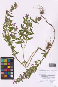 Galeopsis ladanum L., Eastern Europe, Central forest-and-steppe region (E6) (Russia)