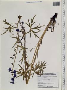 Delphinium cheilanthum Fisch. ex DC., Siberia, Central Siberia (S3) (Russia)