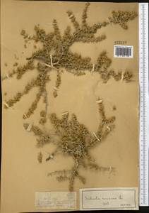 Salsola rosacea L., Middle Asia, Muyunkumy, Balkhash & Betpak-Dala (M9) (Kazakhstan)