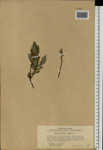 Salix aurita × rosmarinifolia, Eastern Europe, North-Western region (E2) (Russia)