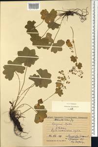 Alchemilla hians Juz., Eastern Europe, Eastern region (E10) (Russia)