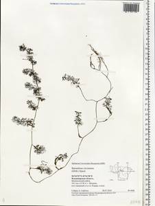 Ranunculus circinatus Sibth., Eastern Europe, Central region (E4) (Russia)