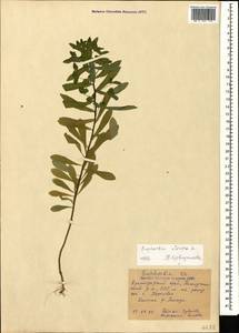 Euphorbia stricta L., Caucasus, Black Sea Shore (from Novorossiysk to Adler) (K3) (Russia)