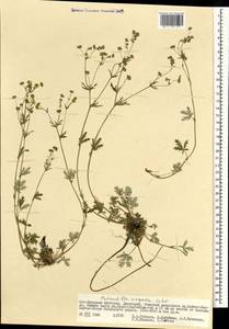 Potentilla virgata Lehm., Mongolia (MONG) (Mongolia)