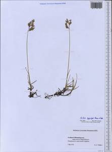 Festuca richardsonii Hook., Western Europe (EUR) (Svalbard and Jan Mayen)