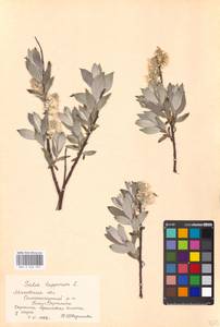 Salix lapponum L., Eastern Europe, Moscow region (E4a) (Russia)