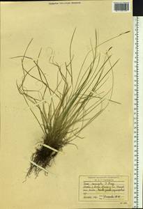 Carex conspissata V.I.Krecz., Siberia, Baikal & Transbaikal region (S4) (Russia)