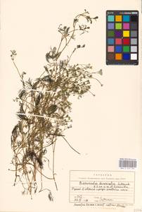 Ranunculus trichophyllus Chaix, Eastern Europe, Moscow region (E4a) (Russia)