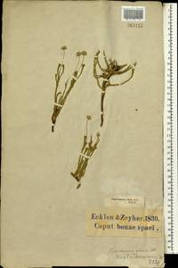 Asteraceae, Africa (AFR) (South Africa)