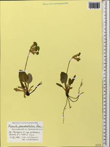 Primula elatior subsp. pseudoelatior (Kuzn.) W. W. Sm. & Forrest, Caucasus, Krasnodar Krai & Adygea (K1a) (Russia)