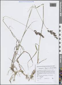 Calamagrostis lapponica (Wahlenb.) Hartm., Siberia, Western Siberia (S1) (Russia)