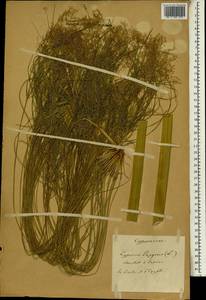 Cyperus papyrus L., Africa (AFR) (Not classified)