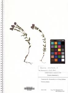 Veronica prostrata L., Eastern Europe, Middle Volga region (E8) (Russia)