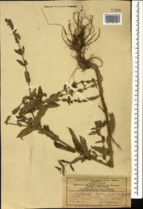 Lythrum salicaria L., Caucasus, Azerbaijan (K6) (Azerbaijan)