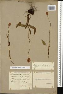 Bistorta carnea (K. Koch) Kom., Caucasus, Georgia (K4) (Georgia)