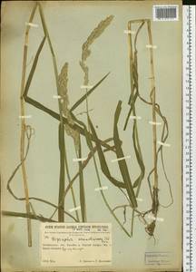 Phalaris arundinacea L., Siberia, Baikal & Transbaikal region (S4) (Russia)