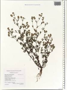 Trifolium arvense L., Africa (AFR) (Portugal)