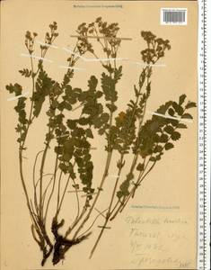 Potentilla pimpinelloides L., Eastern Europe, Central forest-and-steppe region (E6) (Russia)