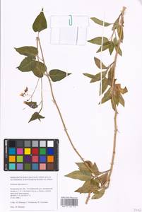 MHA 0 158 714, Solanum dulcamara L., Eastern Europe, Lower Volga region (E9) (Russia)