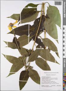 Helianthus tuberosus L., Eastern Europe, North-Western region (E2) (Russia)