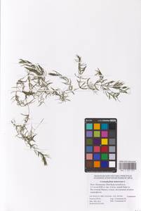 Ceratophyllum demersum L., Eastern Europe, Lower Volga region (E9) (Russia)