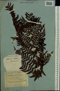 Dryopteris carthusiana (Vill.) H. P. Fuchs, Eastern Europe, North-Western region (E2) (Russia)