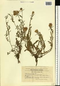 Centaurea, Eastern Europe, West Ukrainian region (E13) (Ukraine)