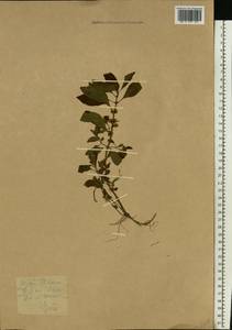 Mentha arvensis L., Eastern Europe, Northern region (E1) (Russia)