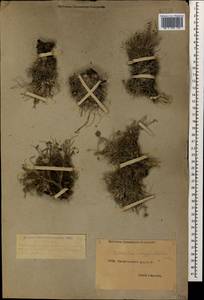 Astragalus sanguinolentus M.Bieb., Caucasus, Dagestan (K2) (Russia)