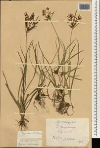 Cyperus rotundus L., South Asia, South Asia (Asia outside ex-Soviet states and Mongolia) (ASIA) (China)