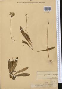 Taraxacum glaucanthum (Ledeb.) Nakai ex Koidz., Middle Asia, Muyunkumy, Balkhash & Betpak-Dala (M9) (Kazakhstan)